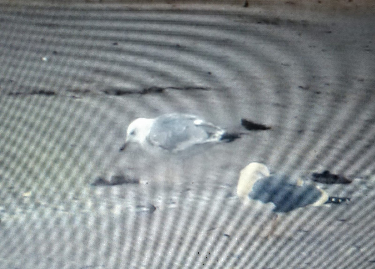 Caspian Gull - ML613633396