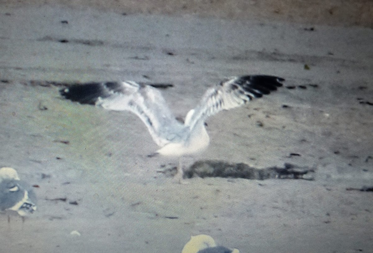 Caspian Gull - ML613633397