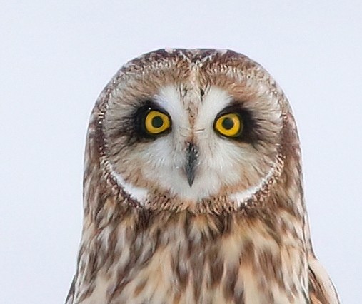 Short-eared Owl - Mark  Ludwick