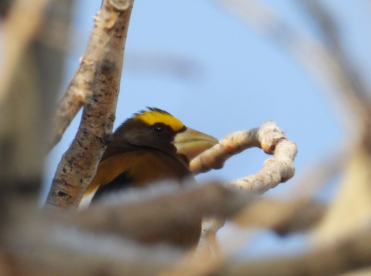 Evening Grosbeak - ML613633500