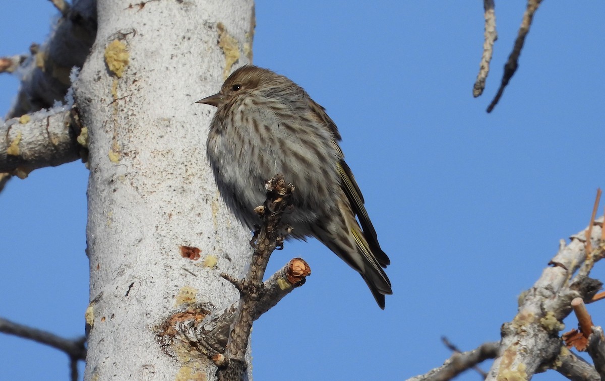 Pine Siskin - ML613633501