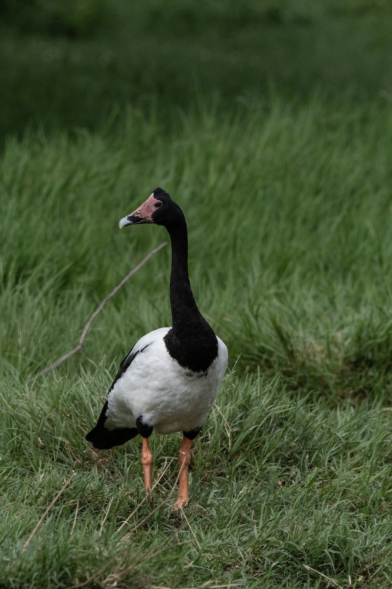 Magpie Goose - ML613633513