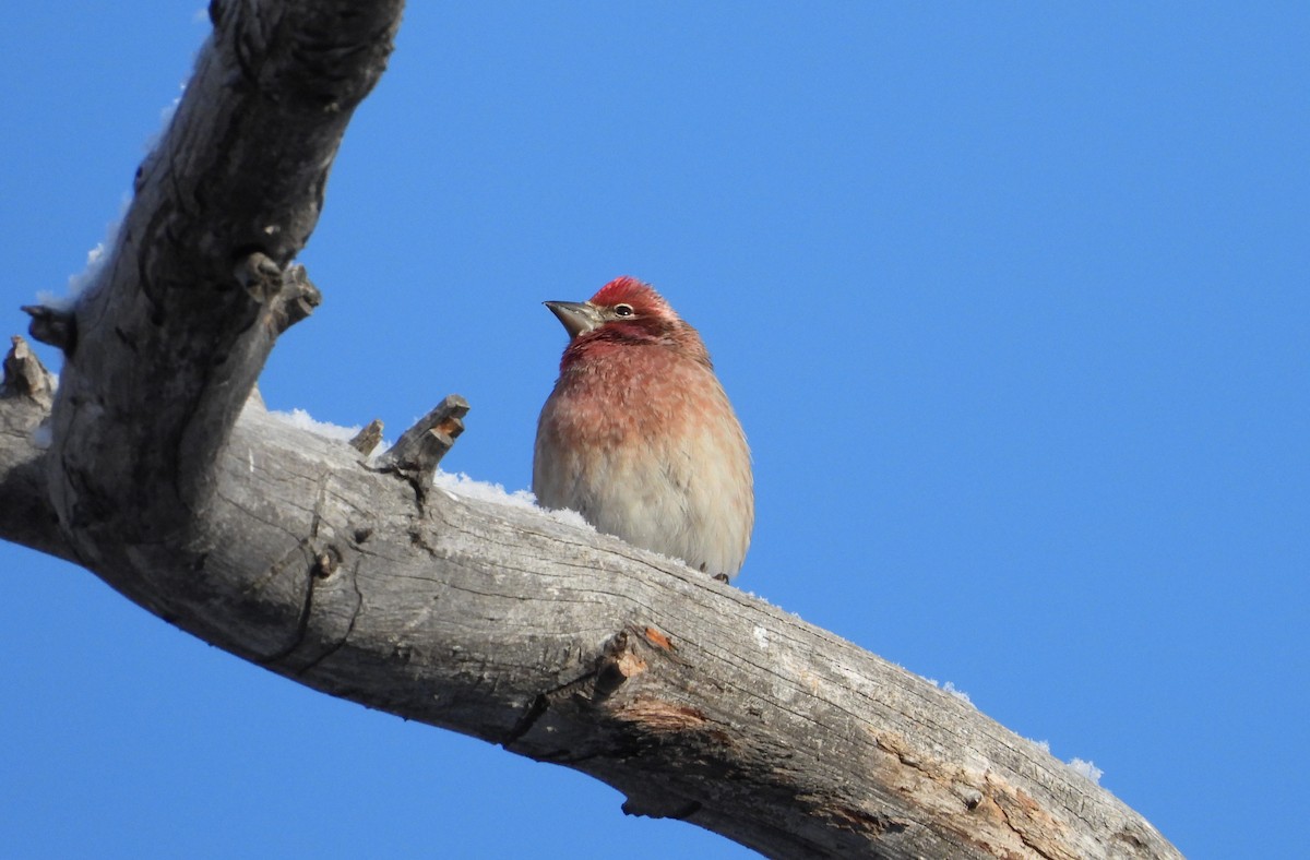 Cassin's Finch - ML613633523