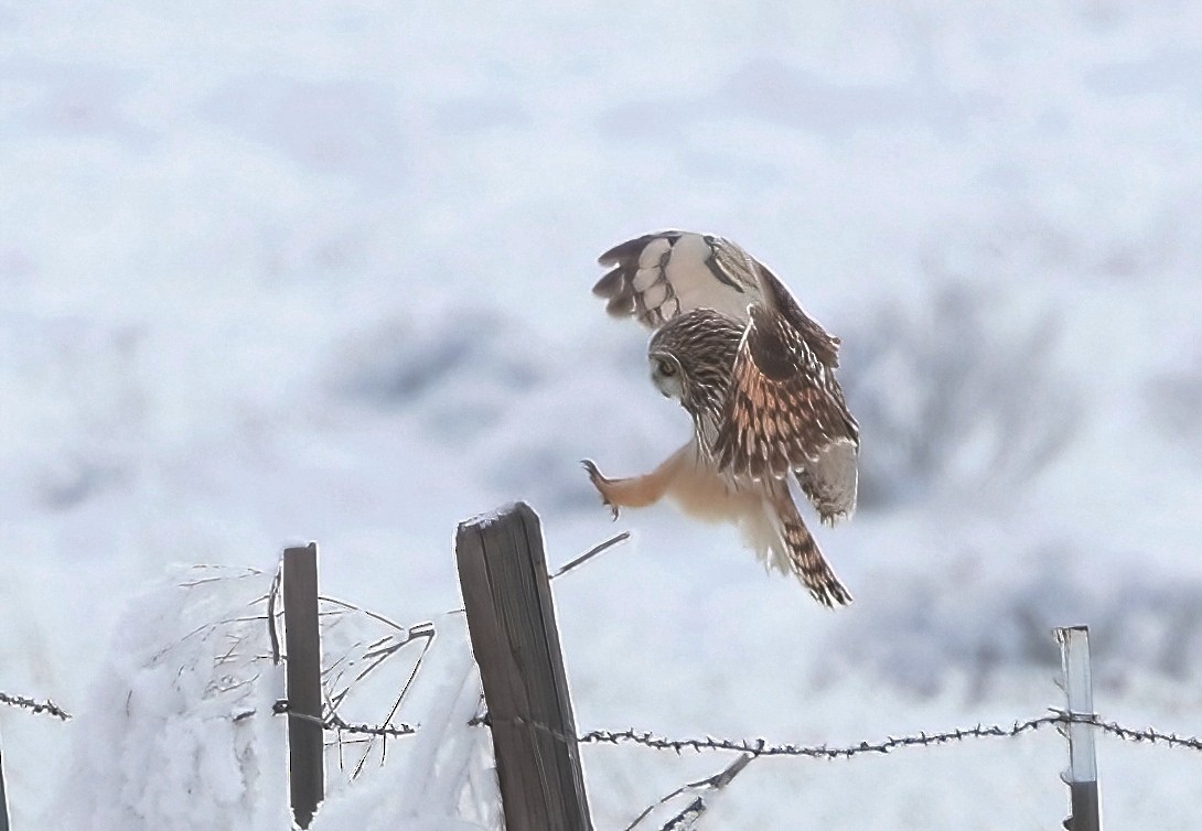 Short-eared Owl - Mark  Ludwick