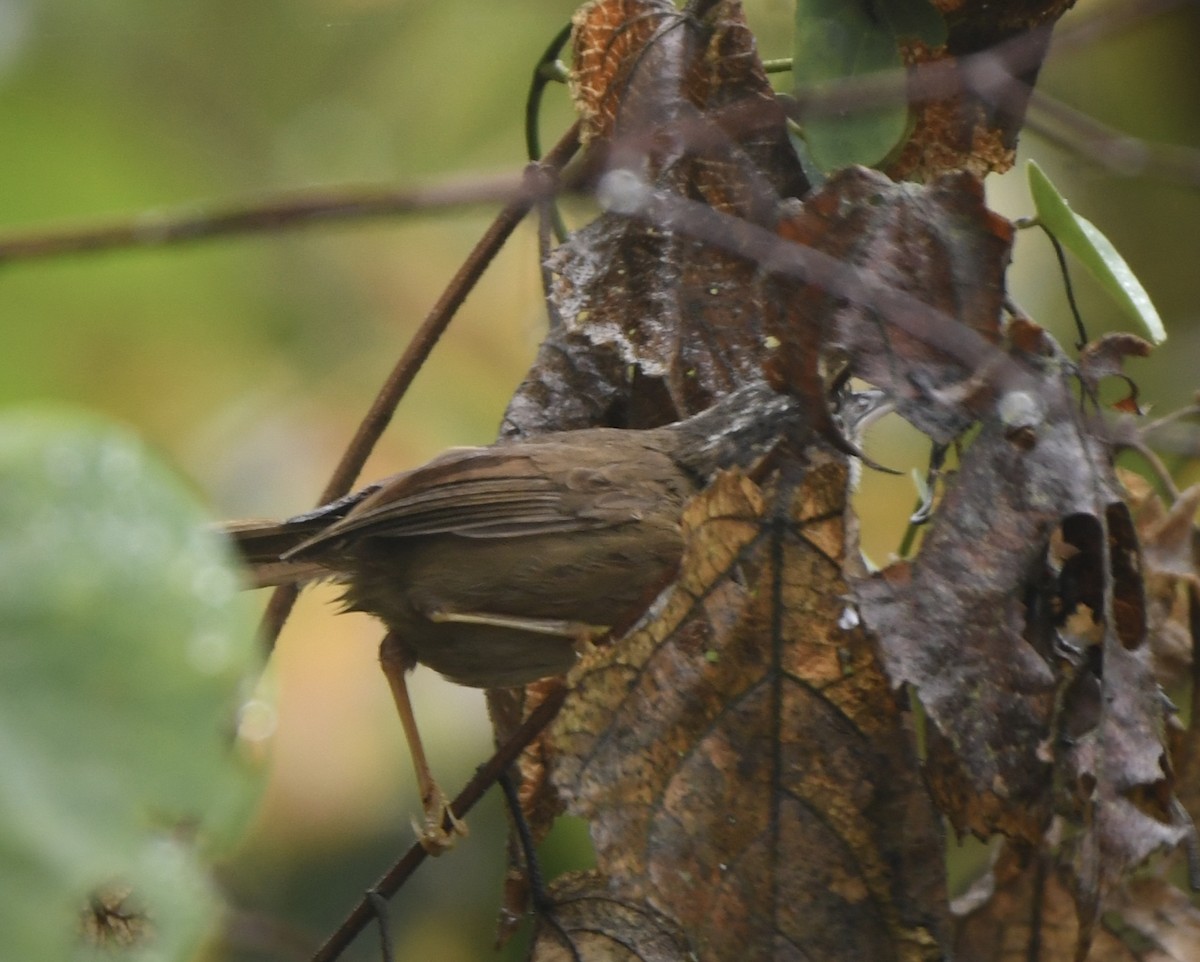 Gray-throated Babbler - ML613633590