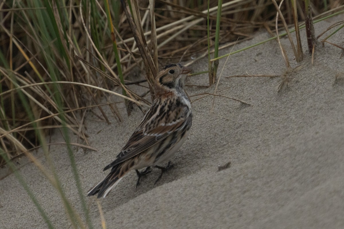 Lapland Longspur - ML613633591