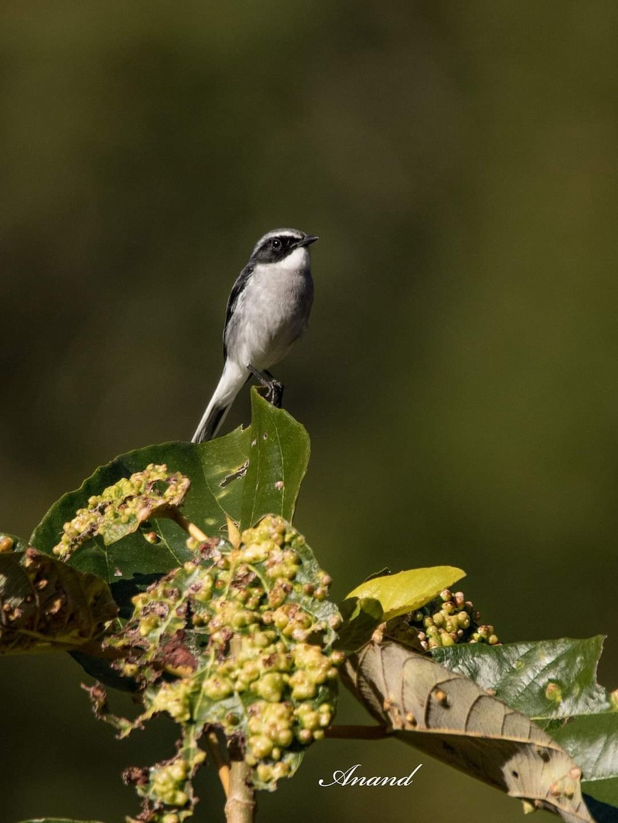 Gray Bushchat - ML613633604