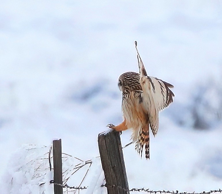 Short-eared Owl - ML613633605