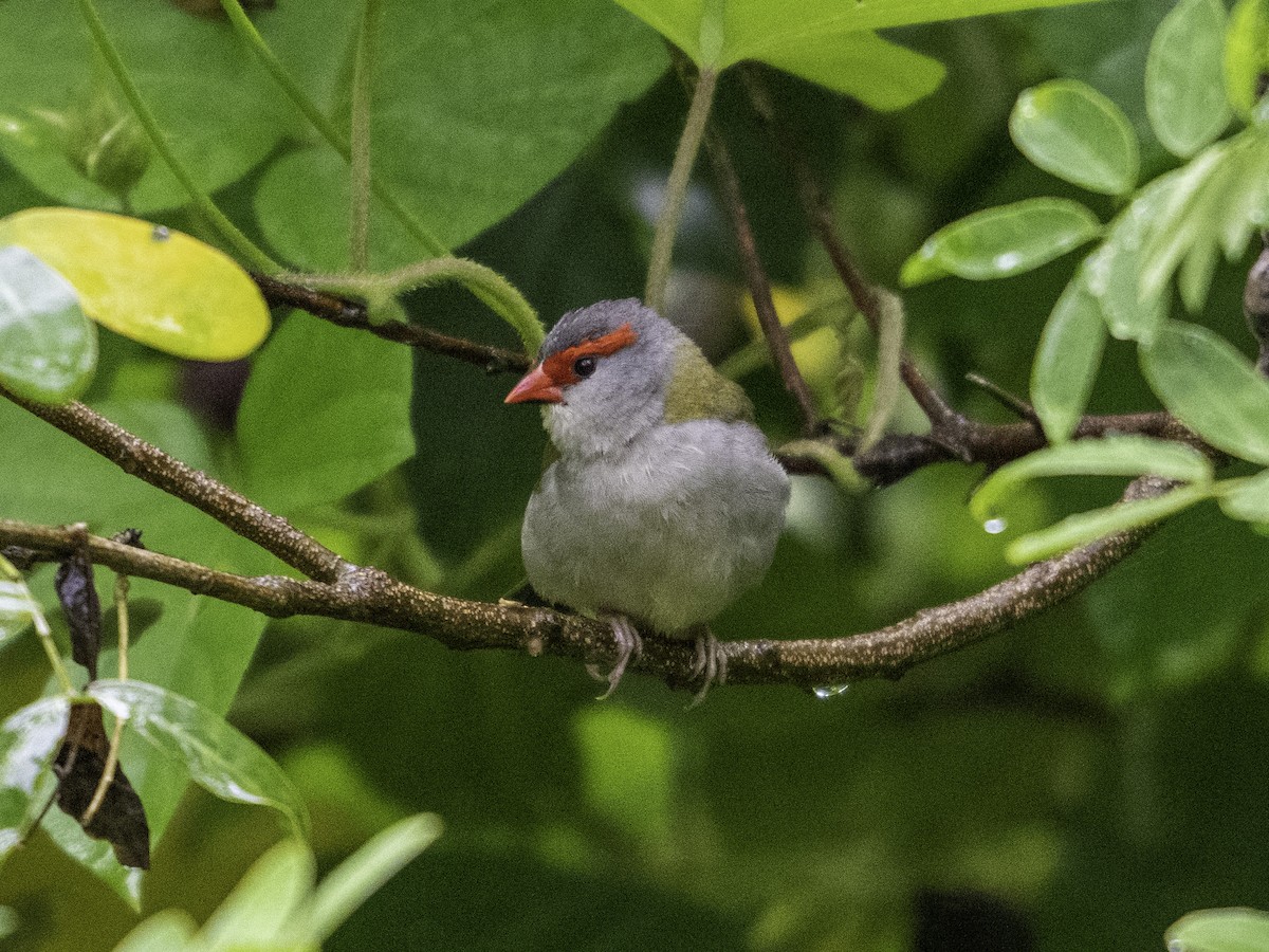 Red-browed Firetail - ML613633622