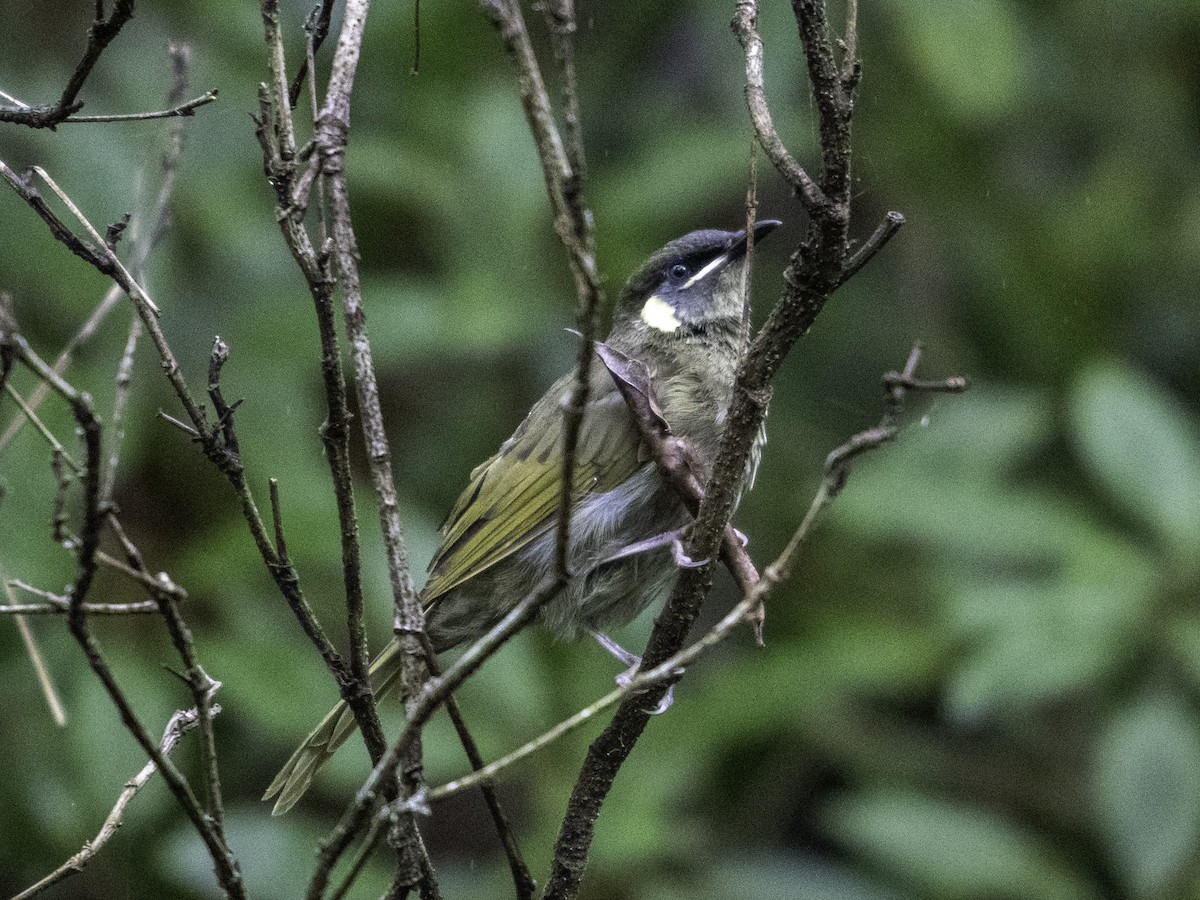 Lewin's Honeyeater - ML613633646