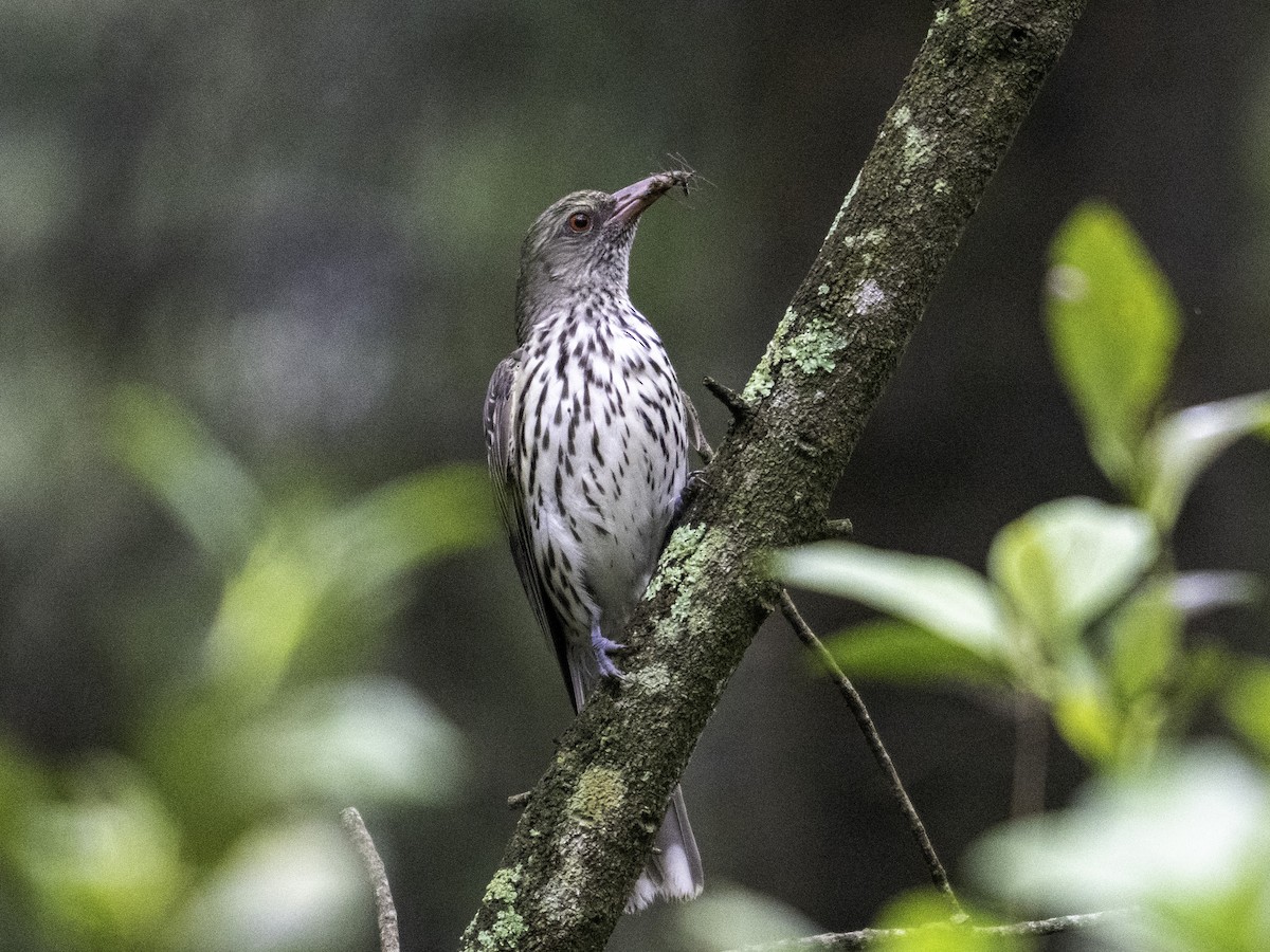 Olive-backed Oriole - ML613633652