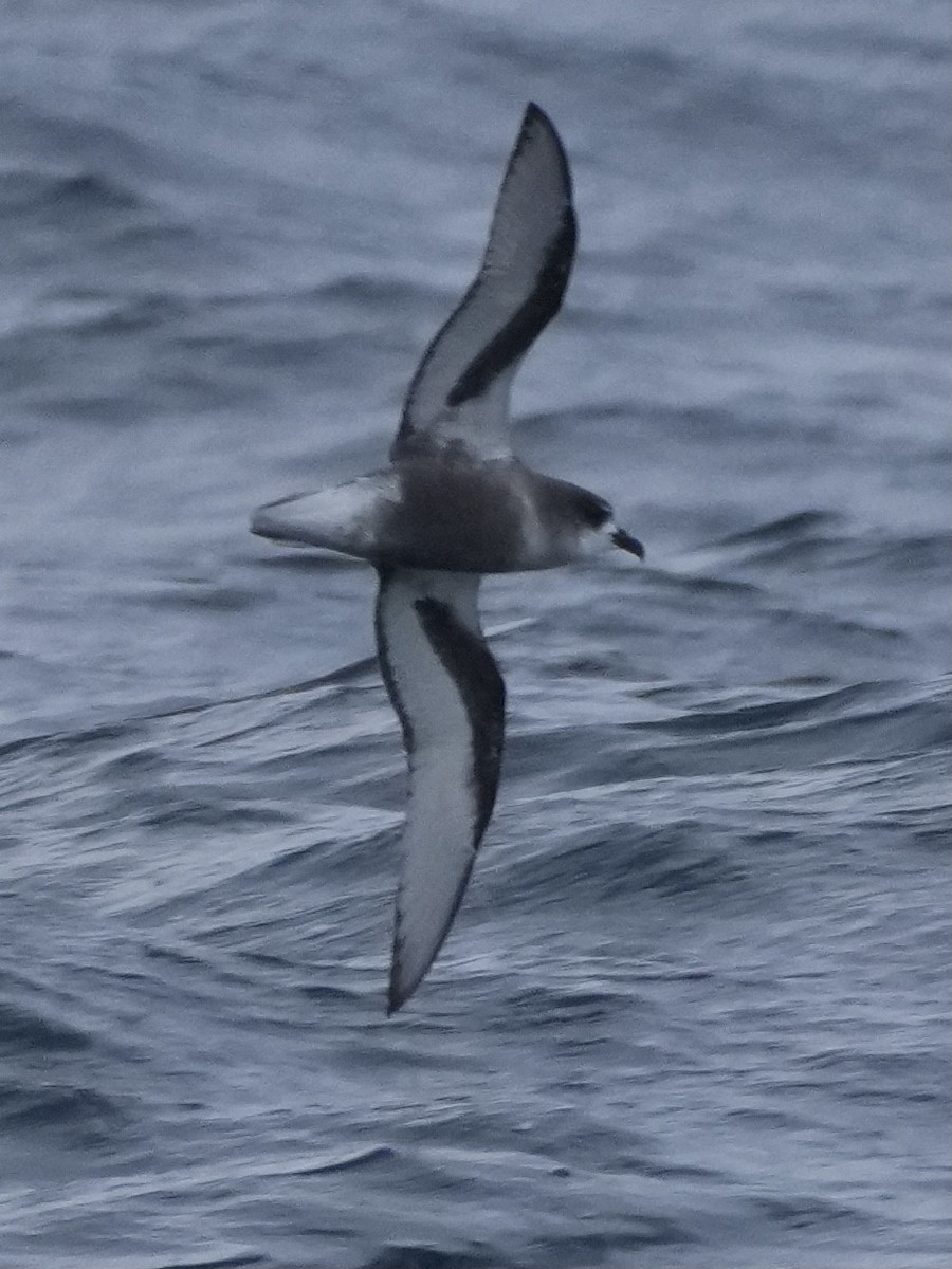 Mottled Petrel - ML613633662