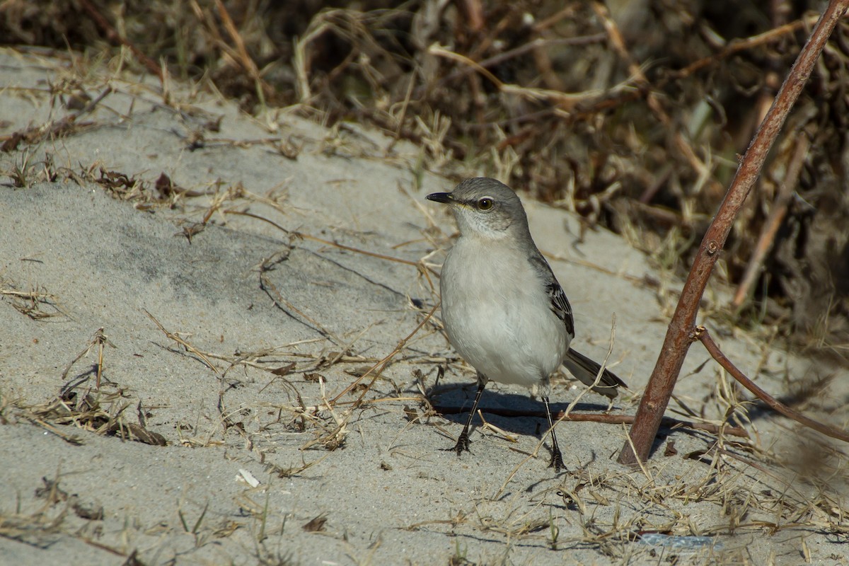 Northern Mockingbird - ML613633697