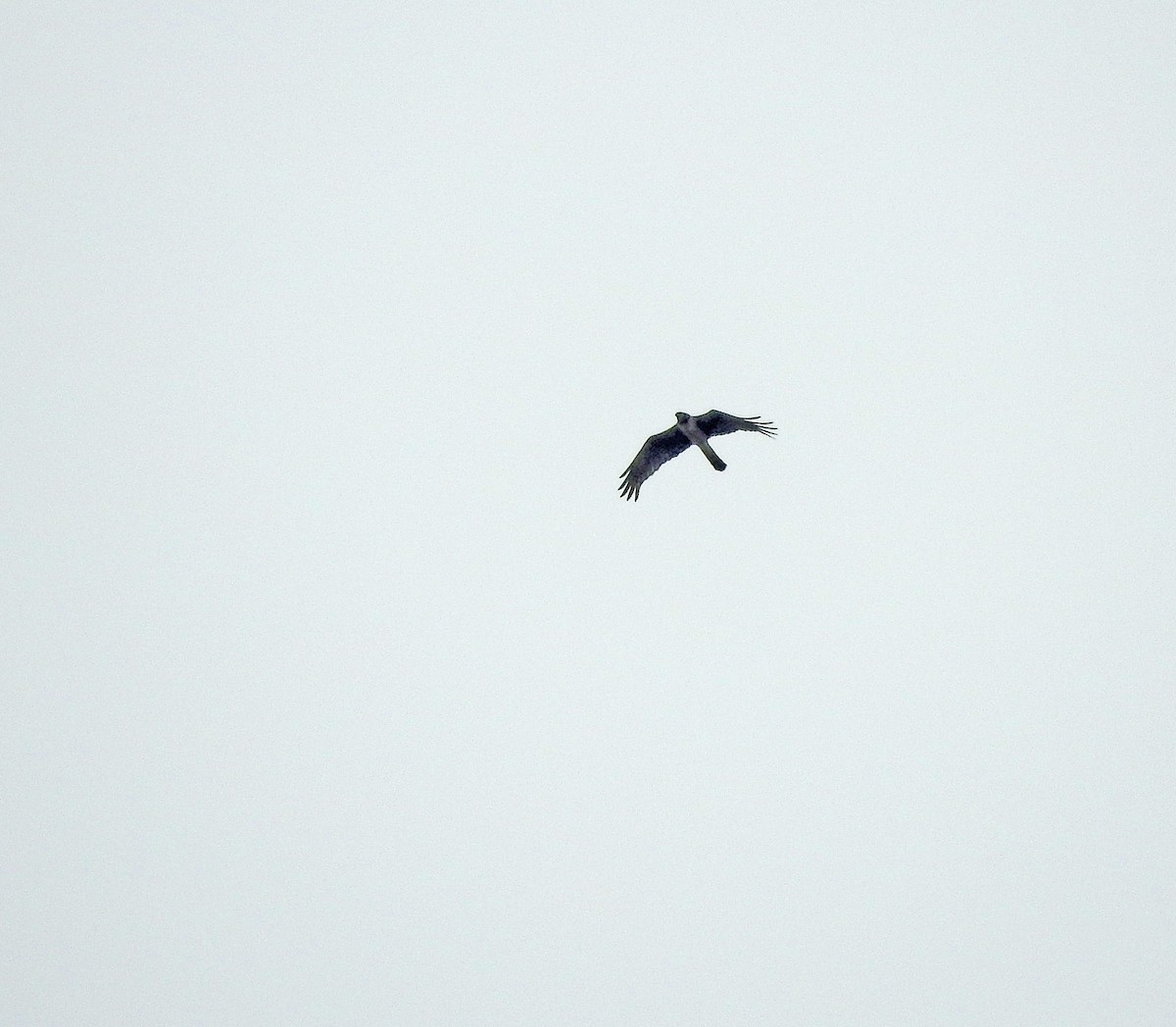 Long-winged Harrier - ML613633729