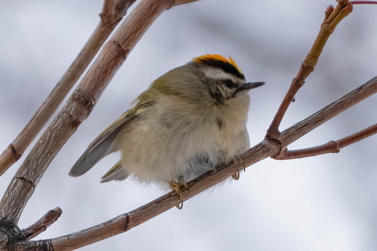 Golden-crowned Kinglet - Brian Holsclaw