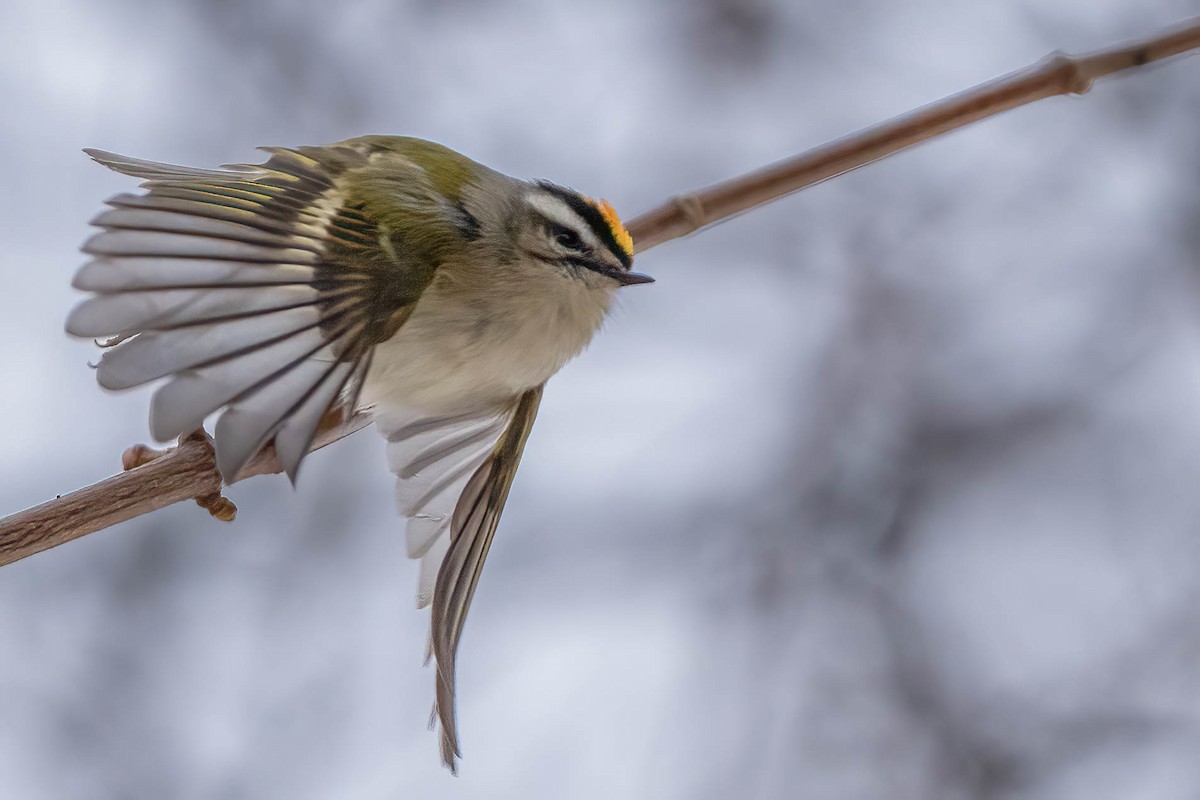Golden-crowned Kinglet - Brian Holsclaw