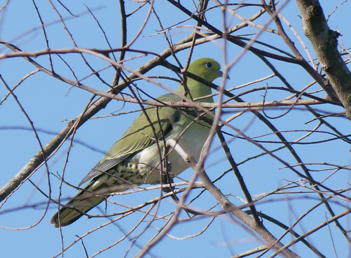 White-bellied Green-Pigeon - Yulin Shen