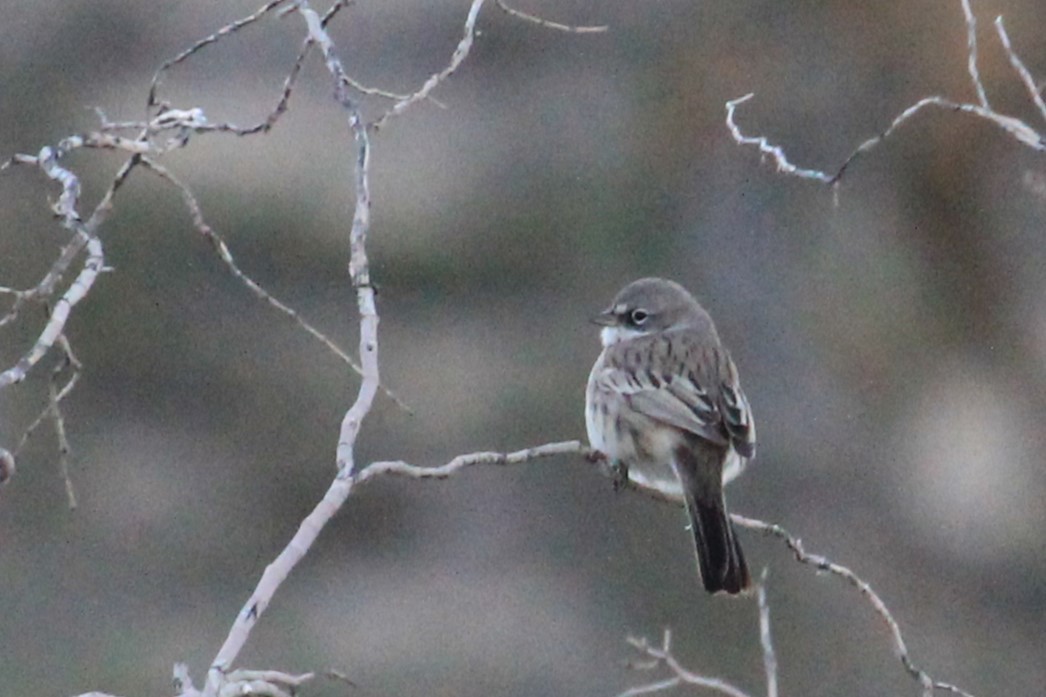 Sagebrush Sparrow - Aashay Mody