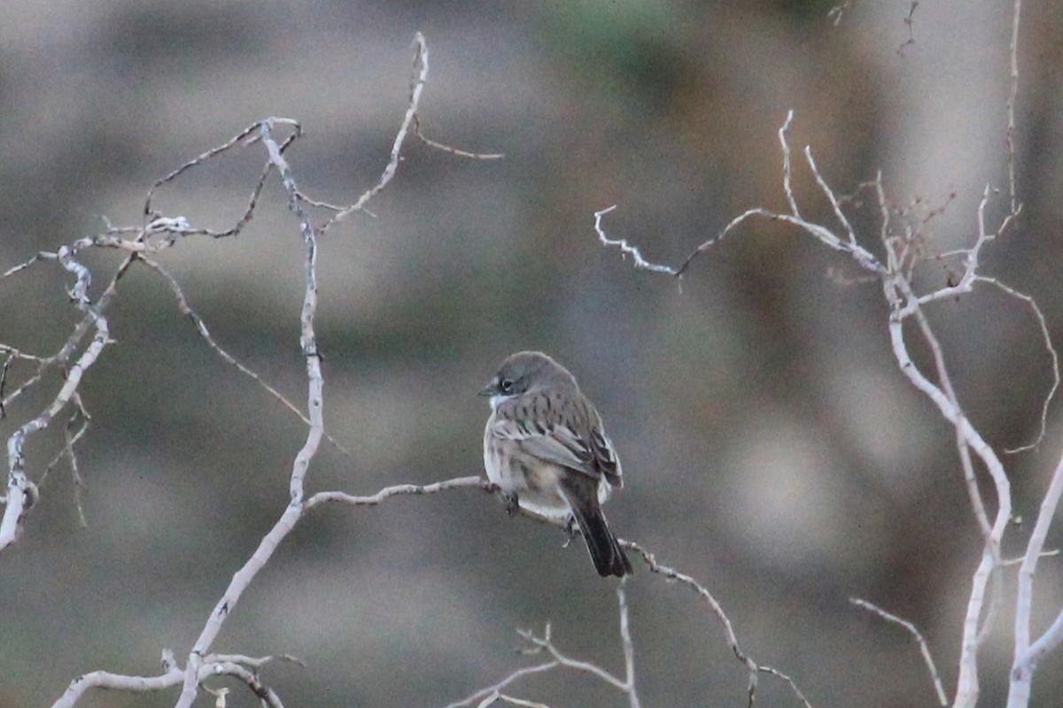 Sagebrush Sparrow - Aashay Mody