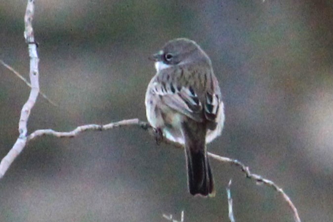 Sagebrush Sparrow - ML613633849