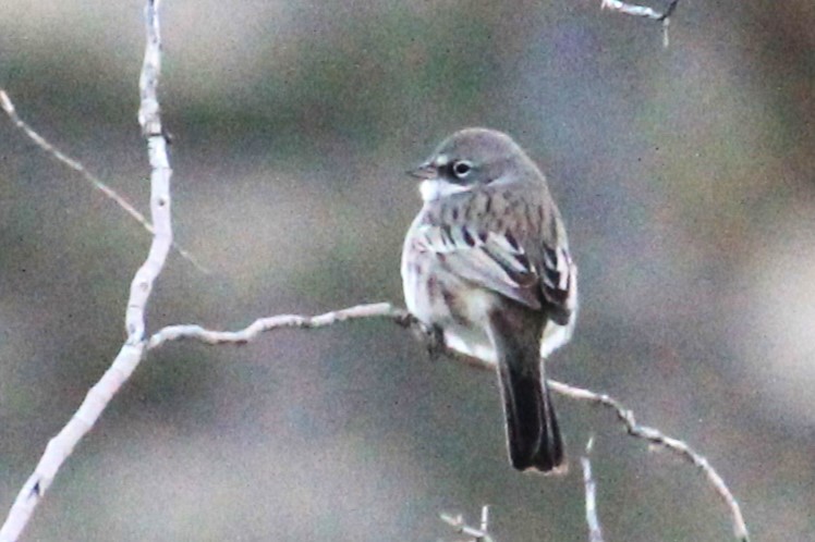 Sagebrush Sparrow - Aashay Mody