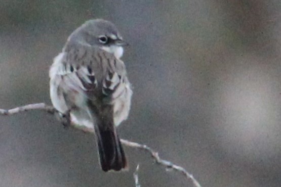 Sagebrush Sparrow - ML613633851