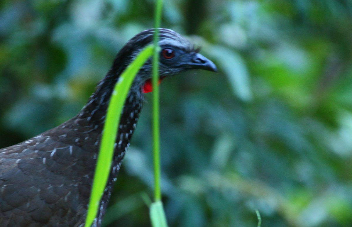 Andean Guan - ML613633930