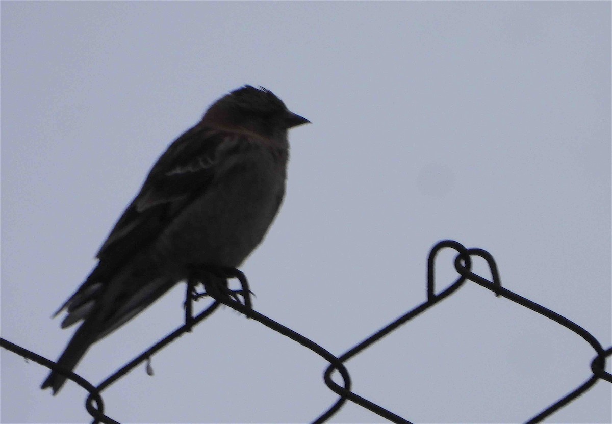 Plain Mountain Finch - ML613633949