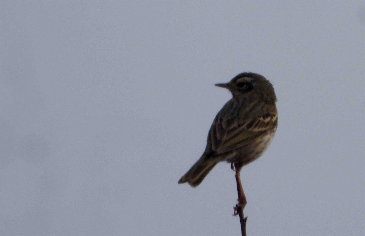 Olive-backed Pipit - ML613633955
