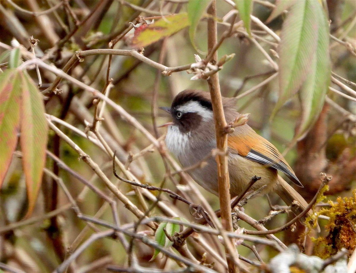 White-browed Fulvetta - ML613633965