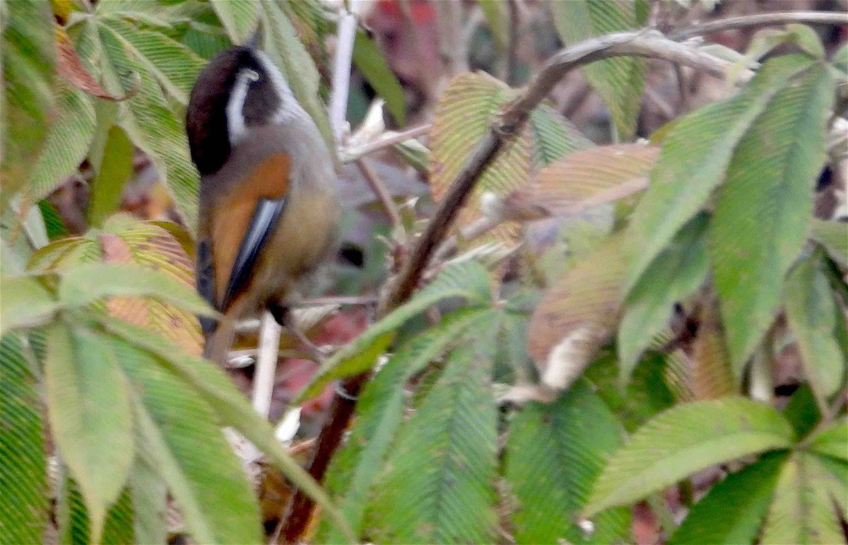 White-browed Fulvetta - ML613633967