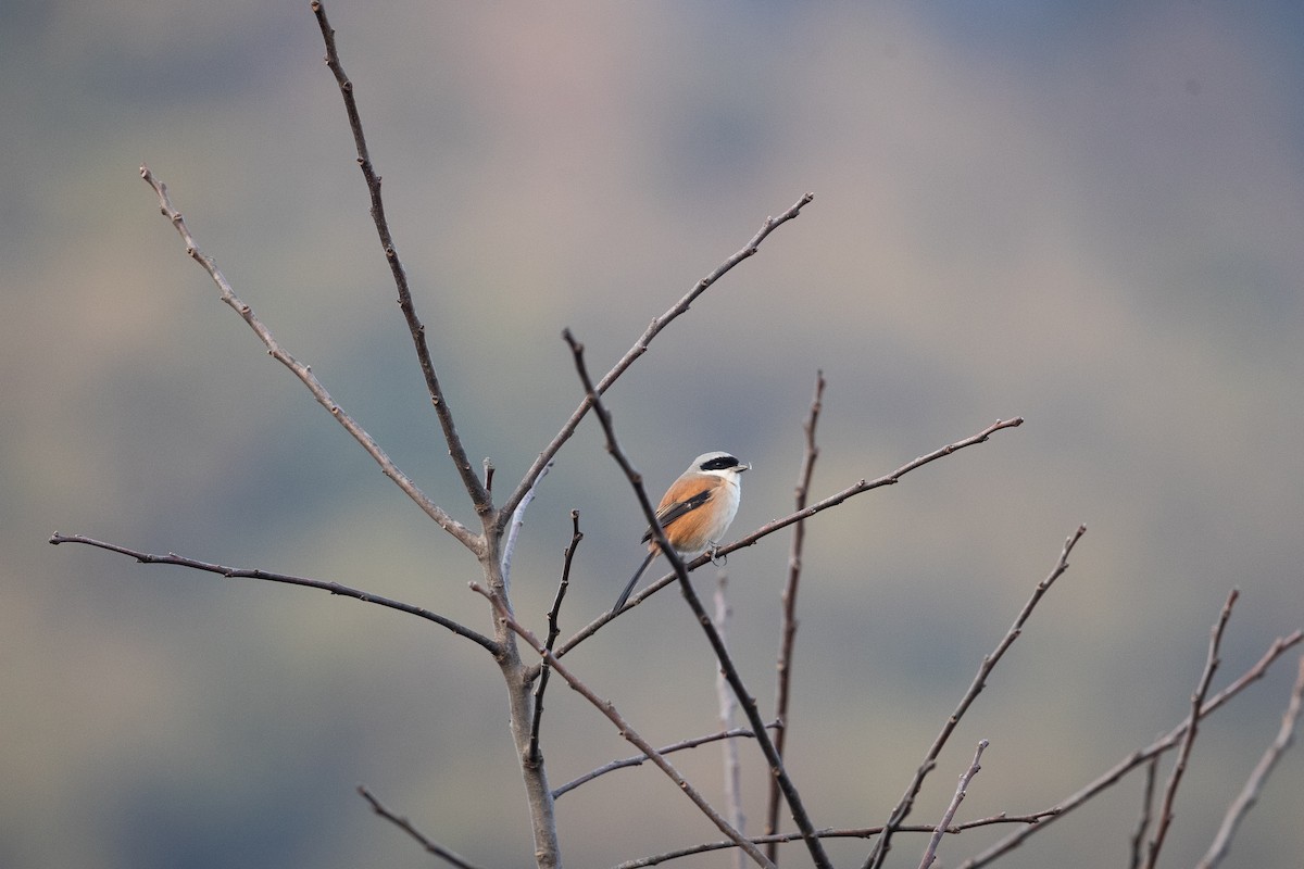 Long-tailed Shrike - Jun Yang