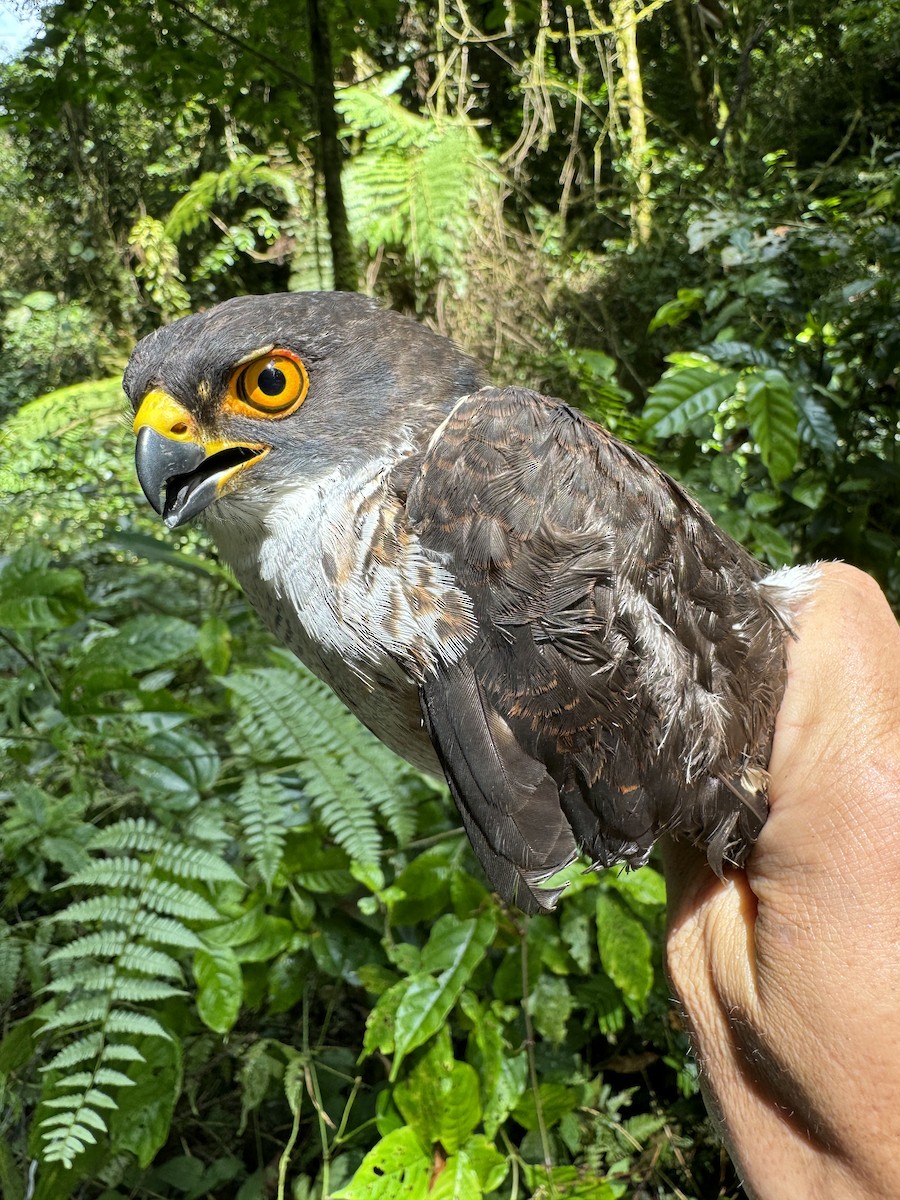 Red-thighed Sparrowhawk - Matt Brady