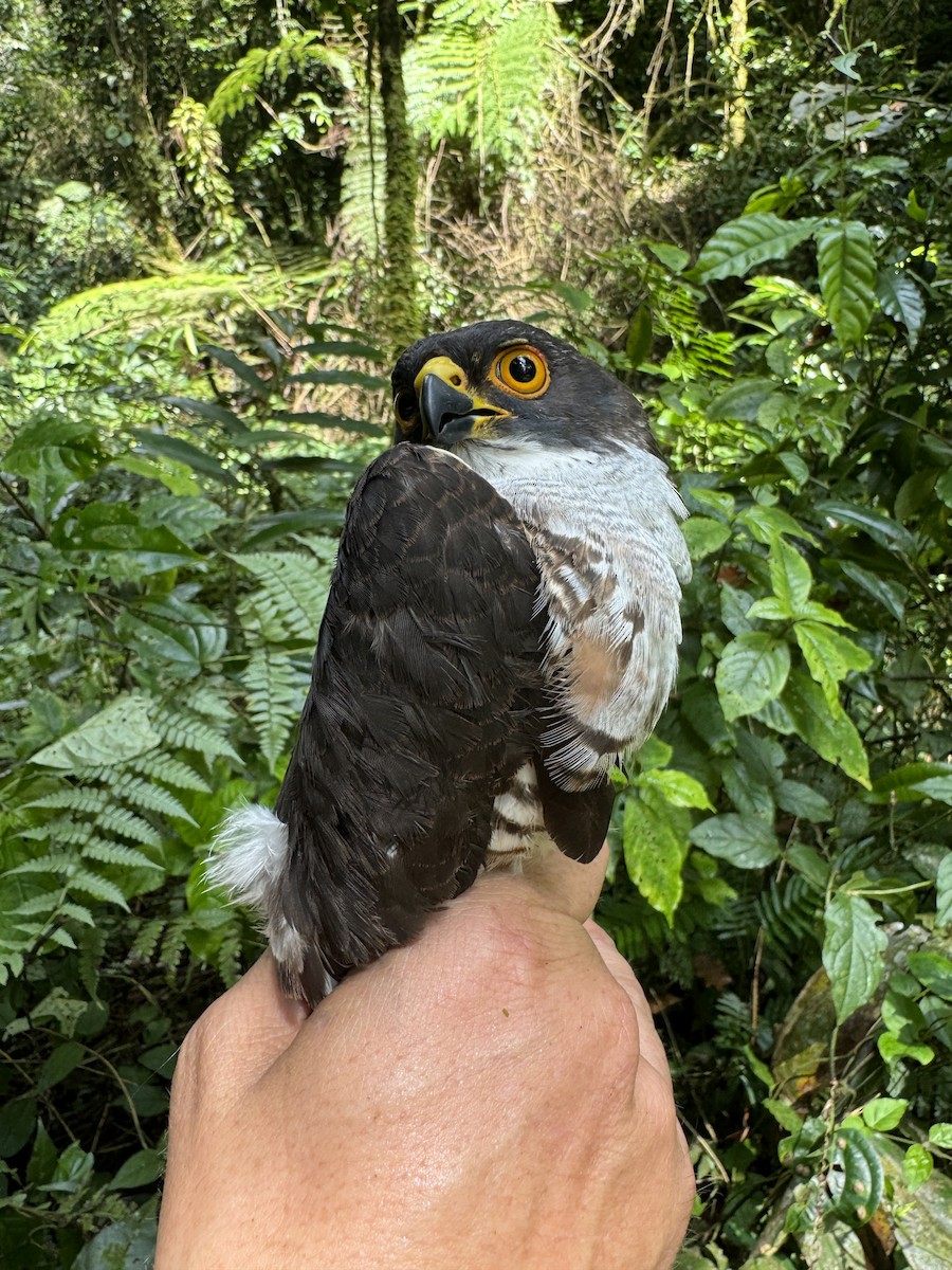 Red-thighed Sparrowhawk - Matt Brady