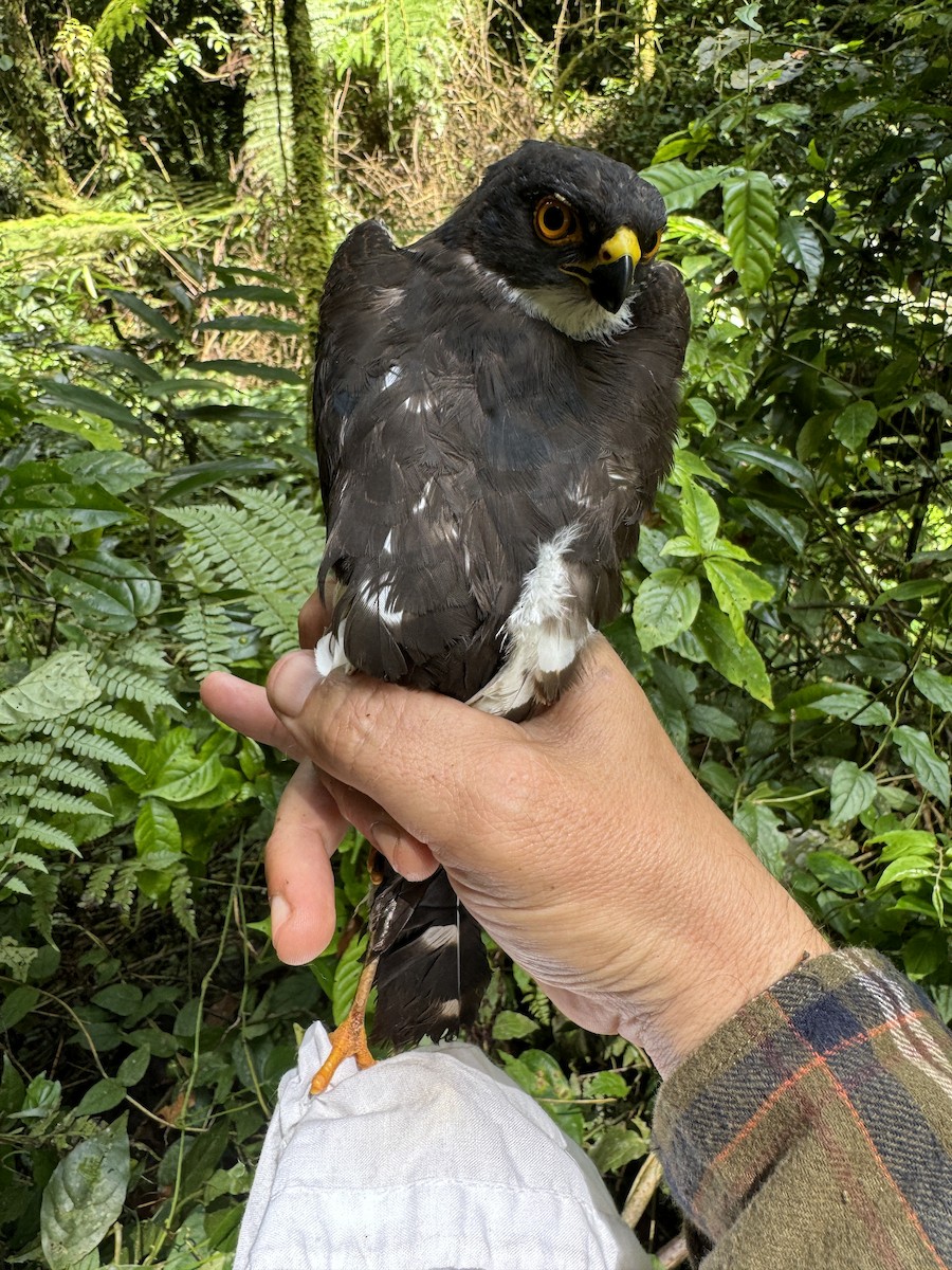 Red-thighed Sparrowhawk - Matt Brady