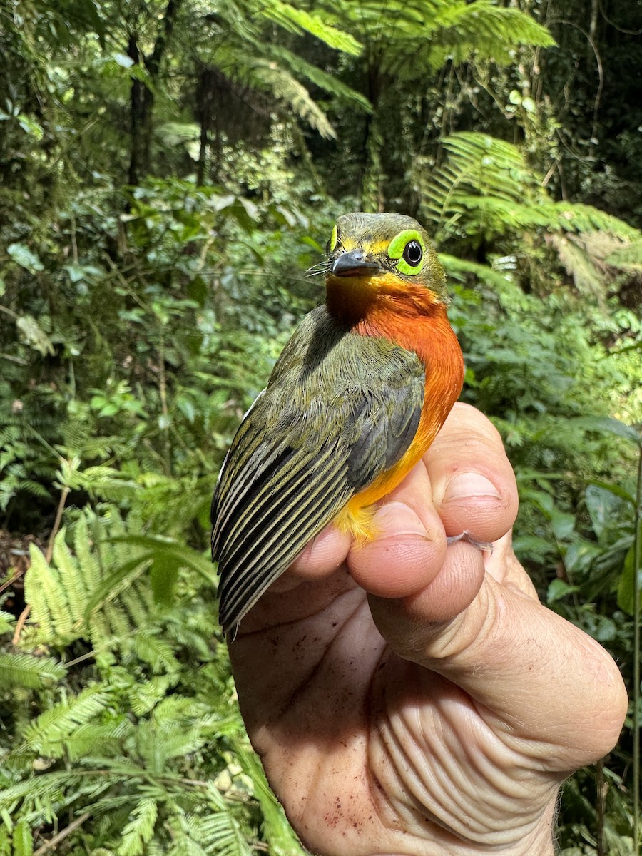 Yellow-bellied Wattle-eye - ML613634114