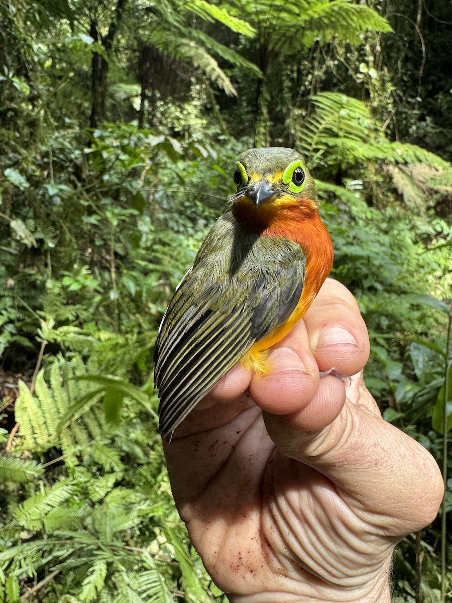 Yellow-bellied Wattle-eye - ML613634115