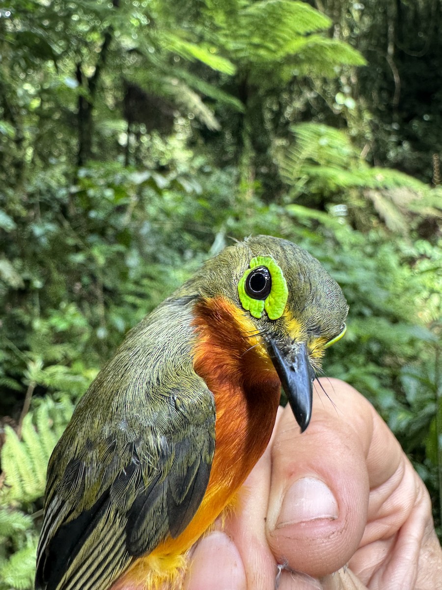 Yellow-bellied Wattle-eye - ML613634117