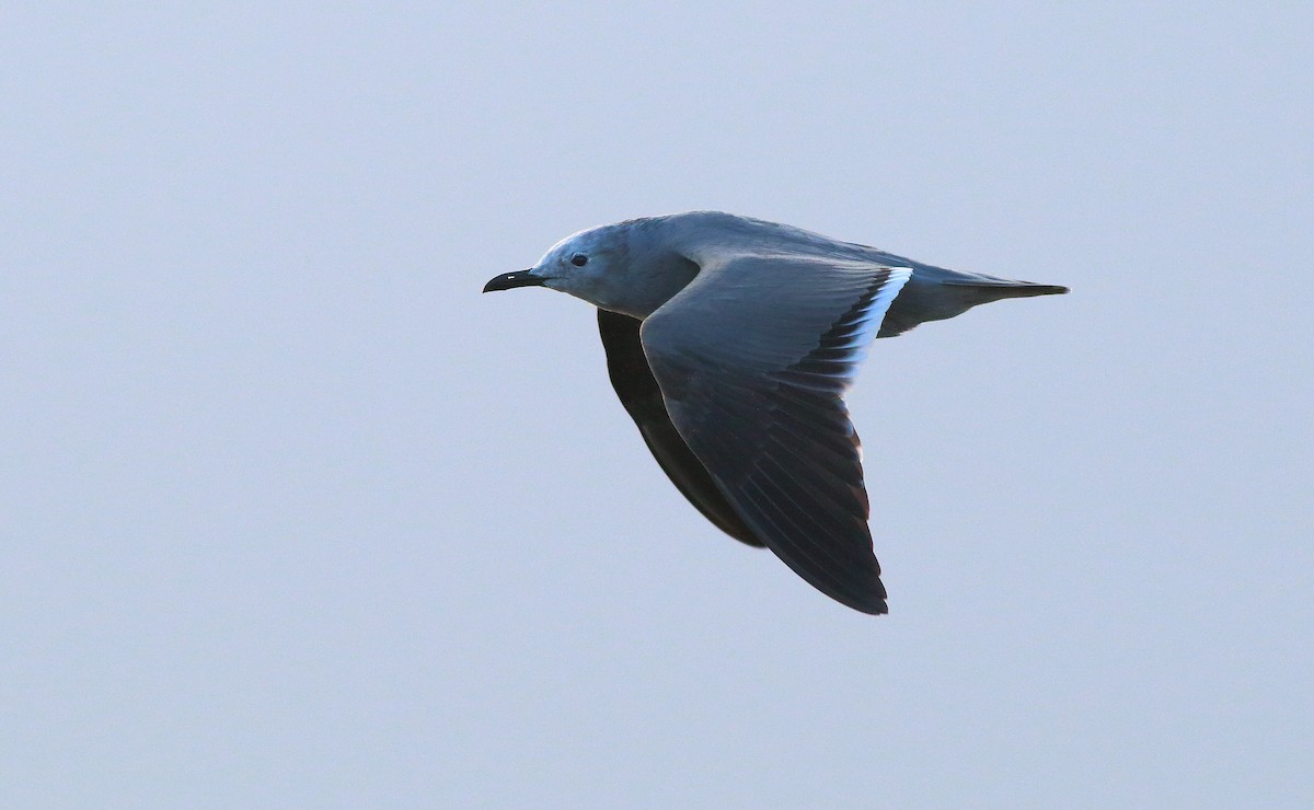 Gray Gull - Gál Szabolcs