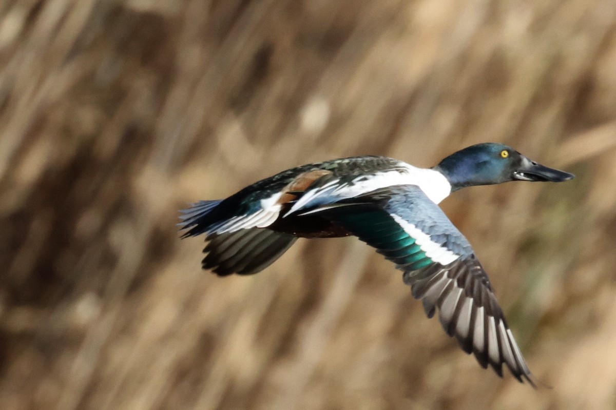 Northern Shoveler - ML613634137