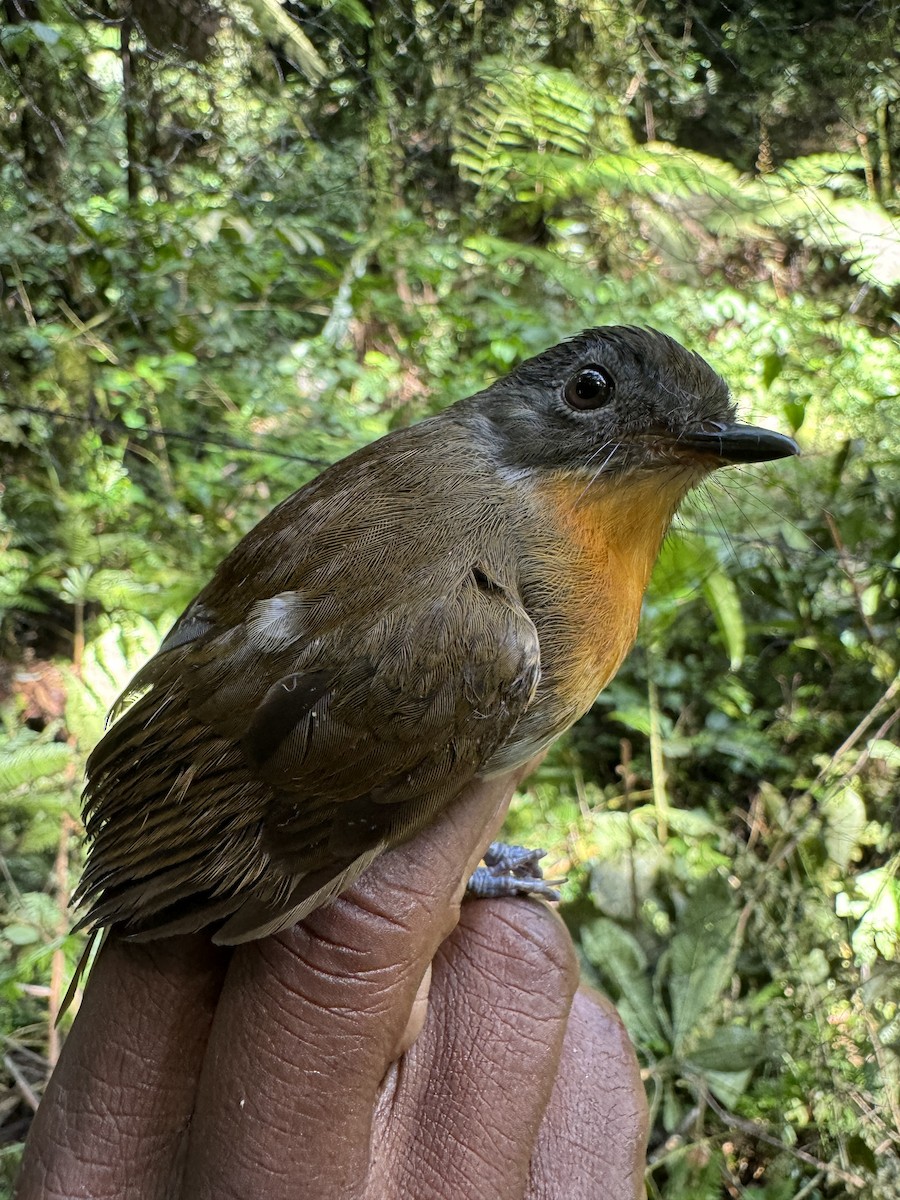 Rougegorge merle - ML613634150