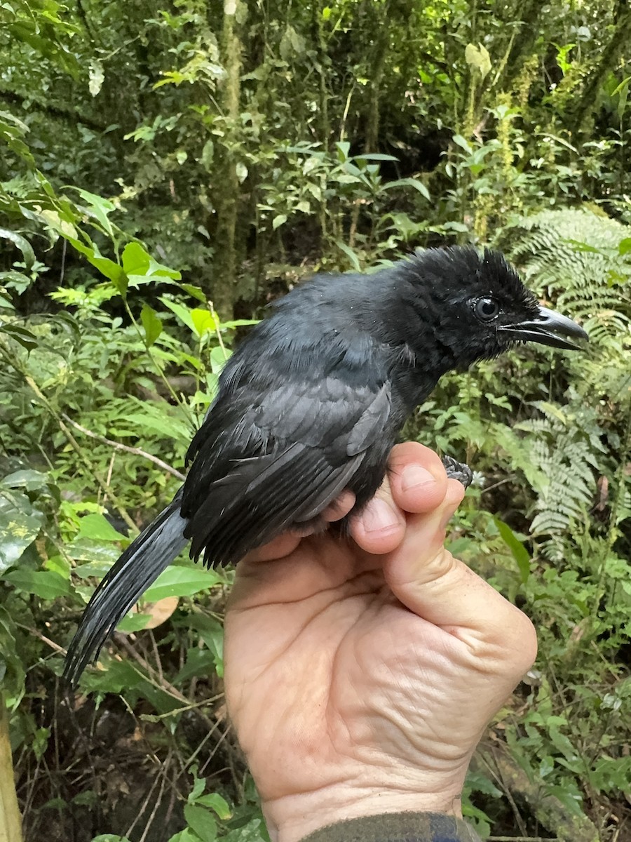 Willard's Sooty Boubou - ML613634153