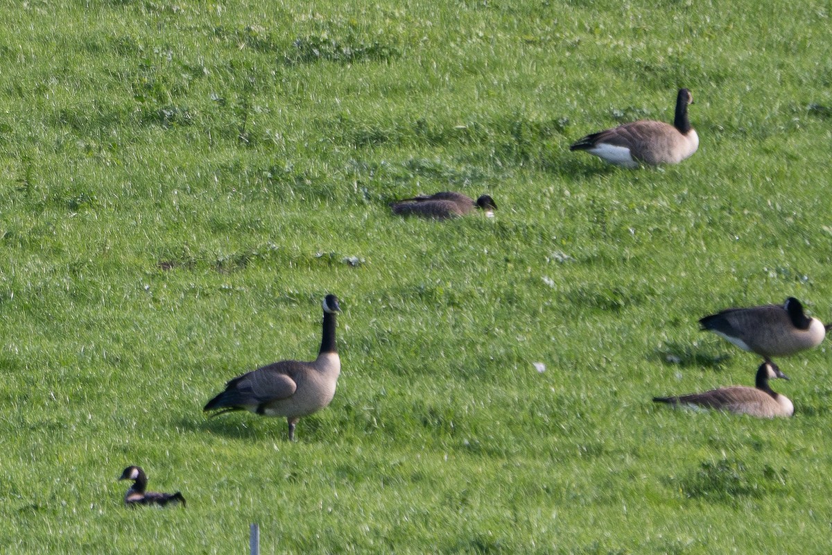 Cackling Goose - Elizabeth Crouthamel