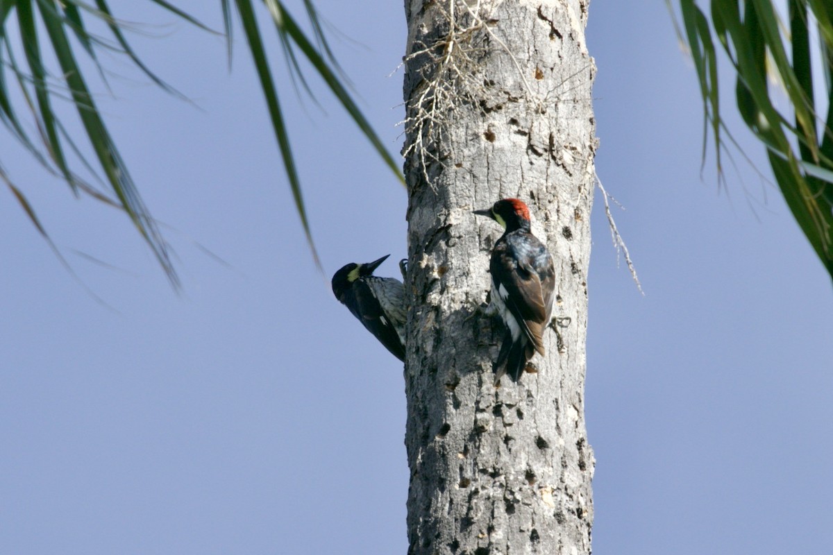 datel sběrač (ssp. angustifrons) - ML613634237