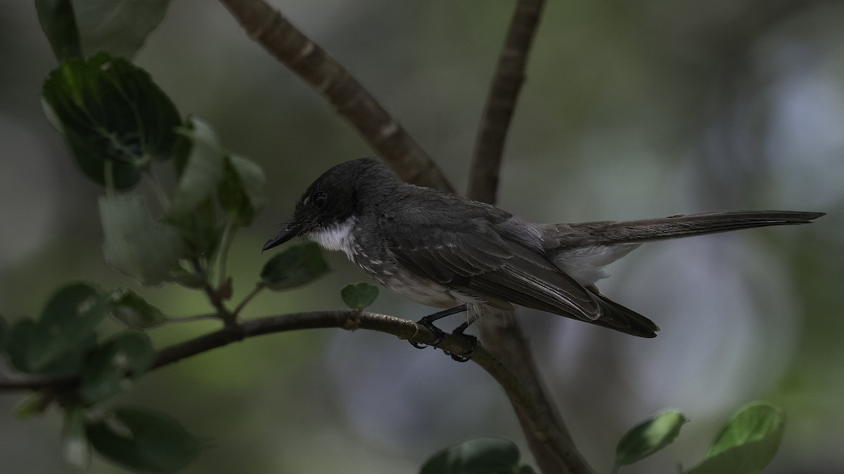 Northern Fantail (Northern) - ML613634241