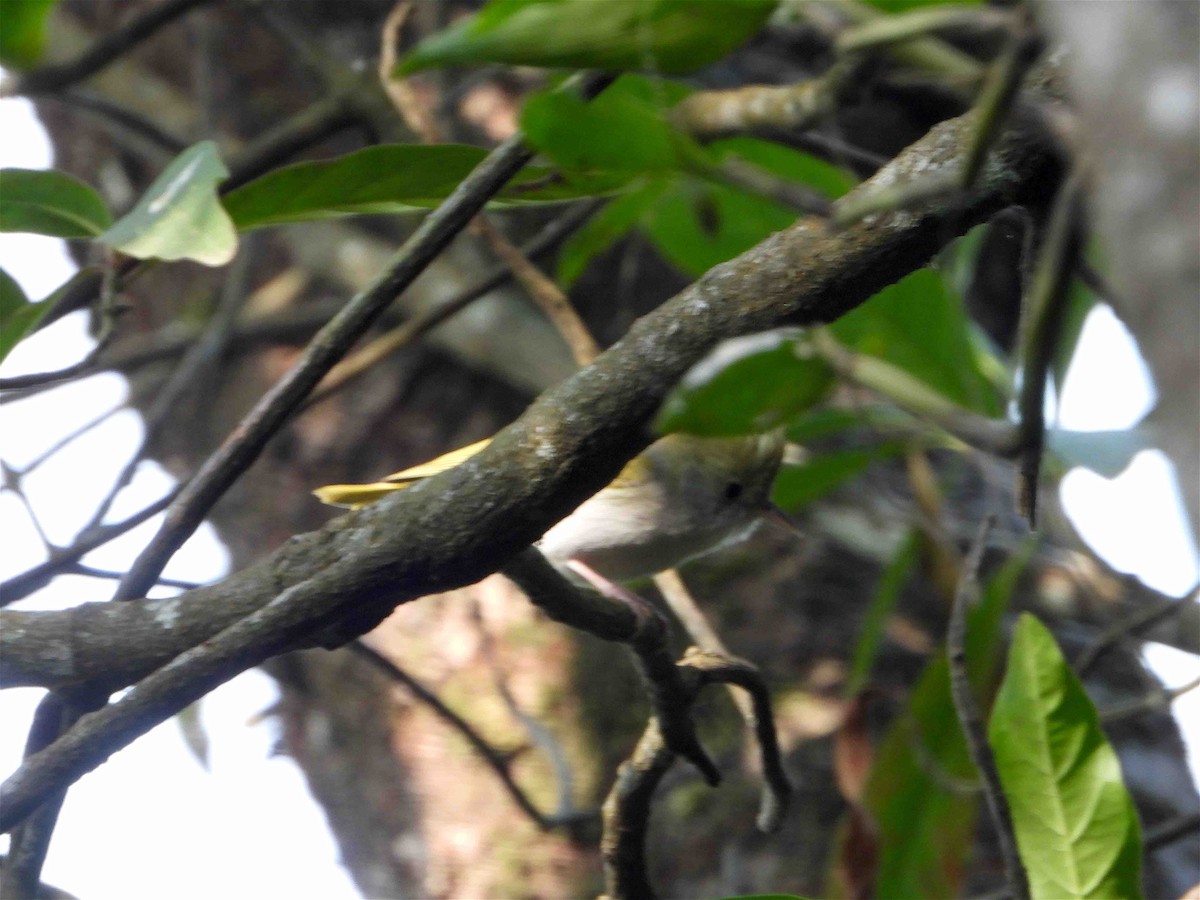 White-bellied Erpornis - ML613634264