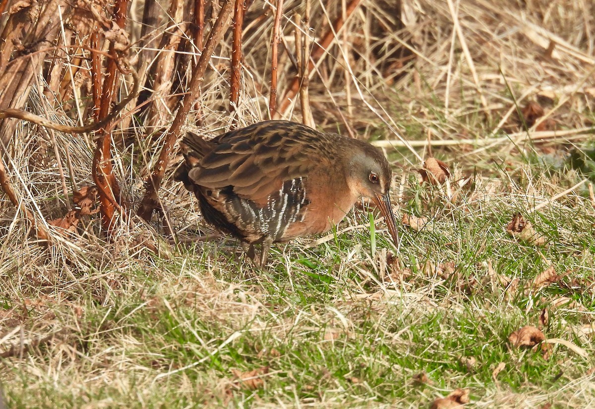 Virginia Rail - ML613634267