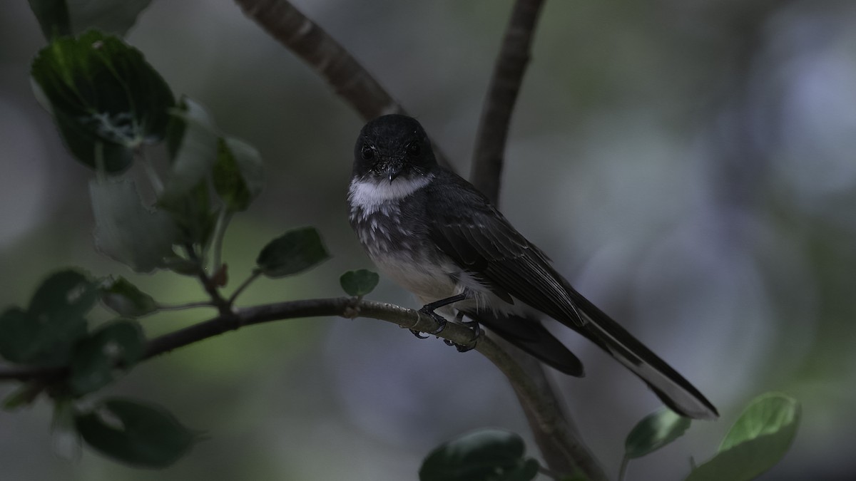 Northern Fantail (Northern) - ML613634271