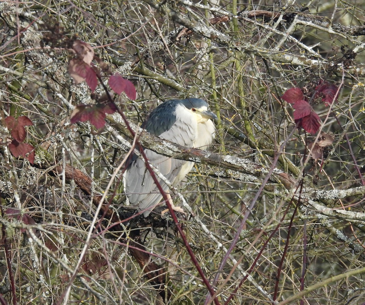 Black-crowned Night Heron - ML613634275