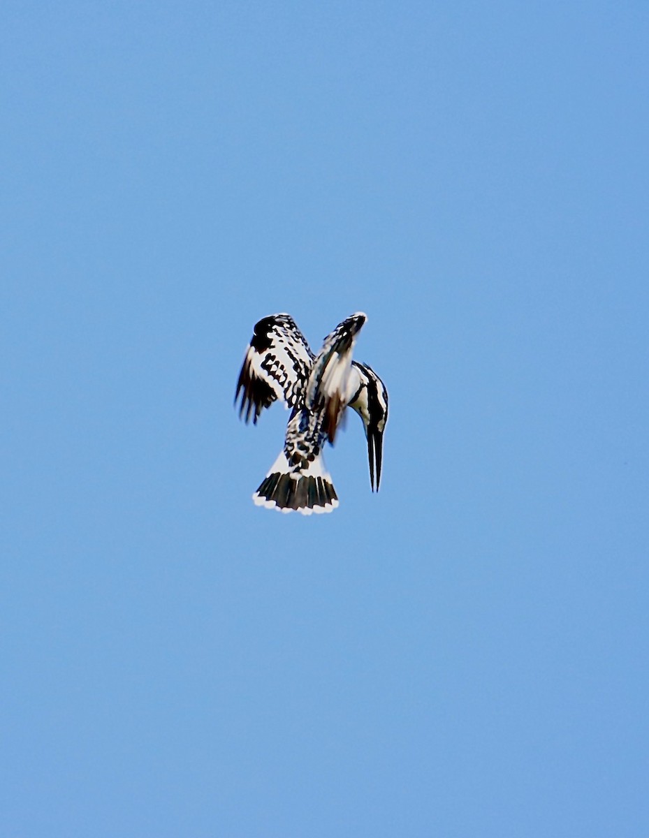 Pied Kingfisher - ML613634286